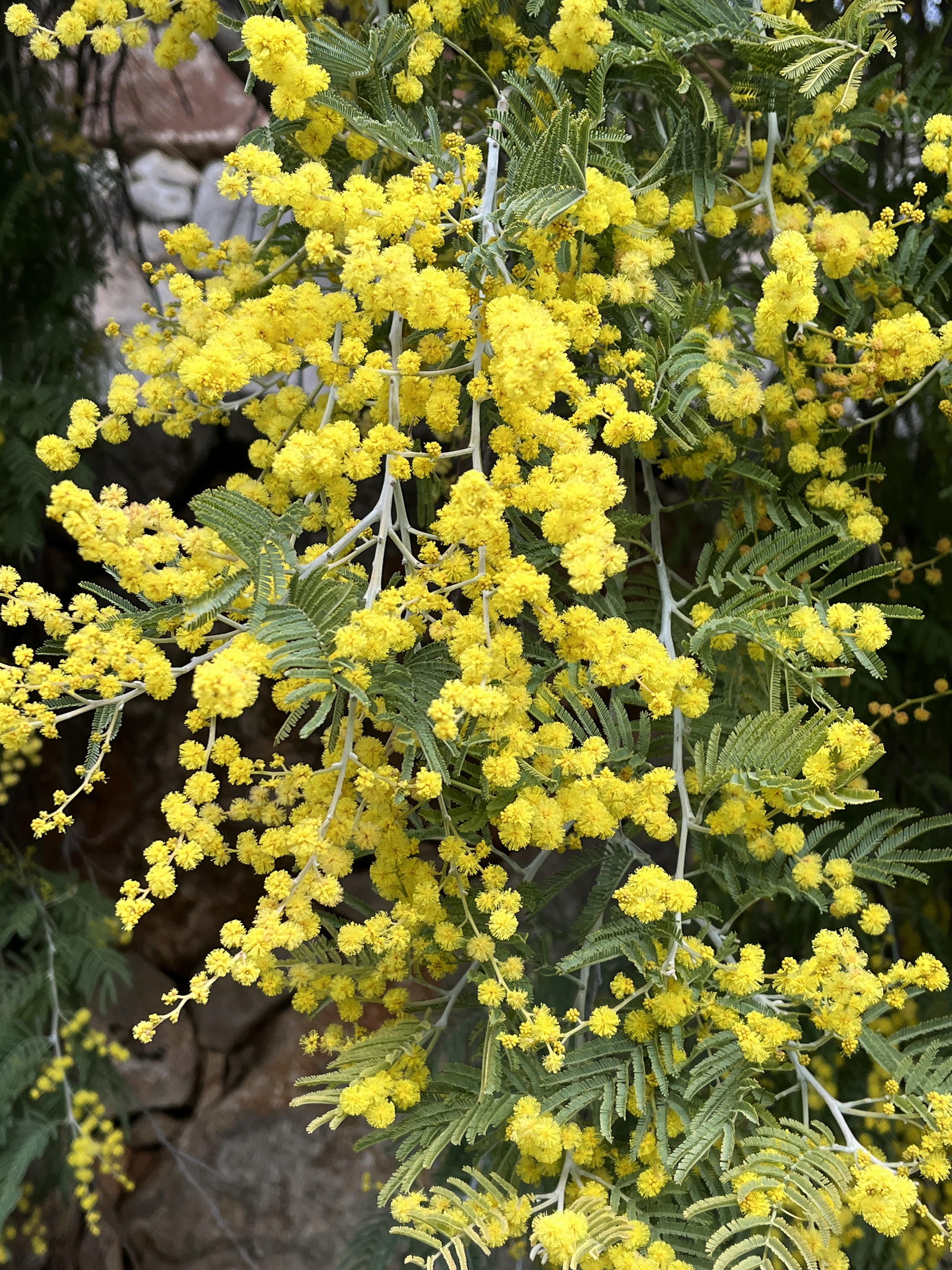 Acacia dealbata 'Pendula' couvre sol