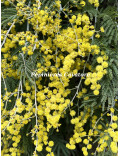 Acacia dealbata 'Pendula' couvre sol