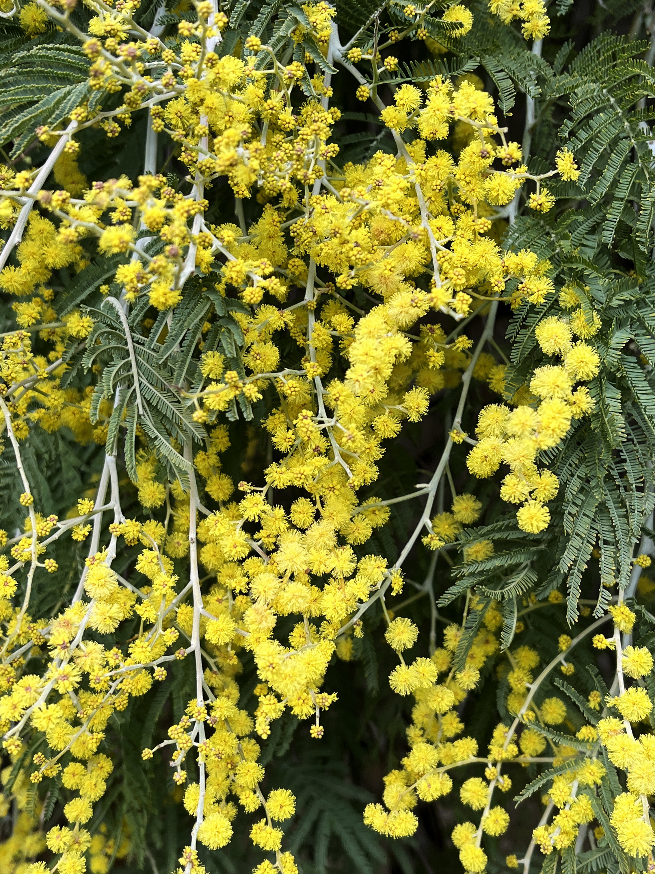 Acacia dealbata 'Pendula' couvre sol