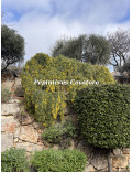 Acacia dealbata 'Pendula' couvre sol