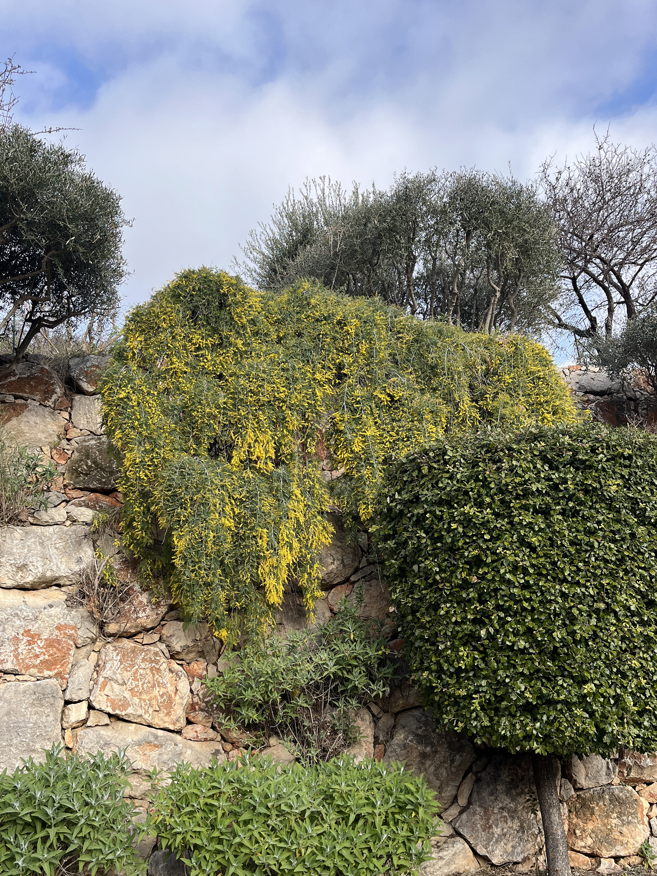 Acacia dealbata 'Pendula' couvre sol