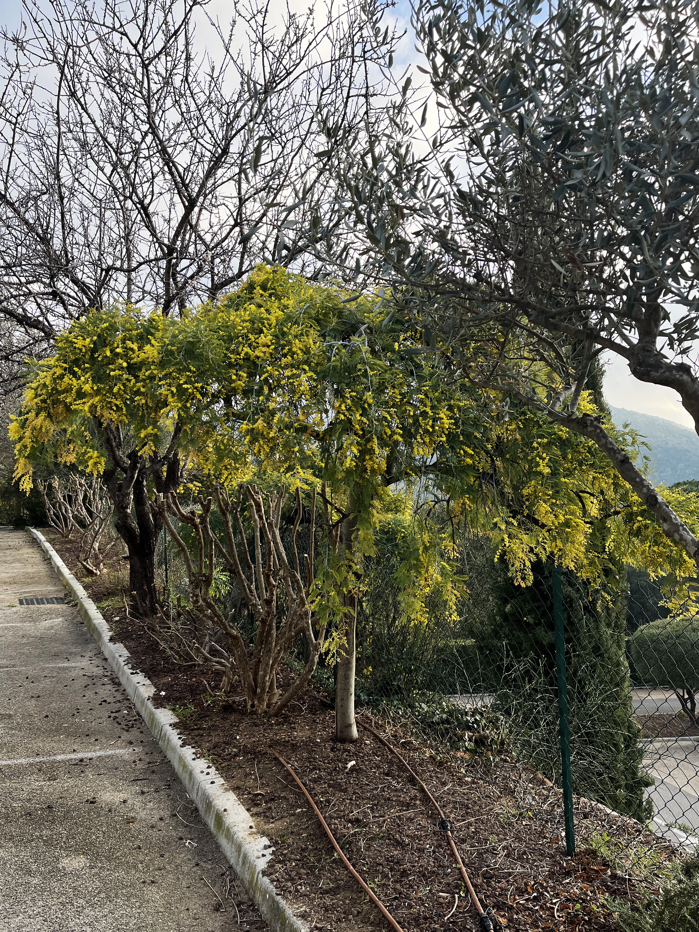 Acacia dealbata 'Pendula' 1/2 tige