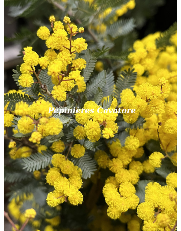 Acacia baileyana var. purpurea