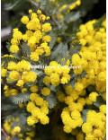 Acacia baileyana var. purpurea