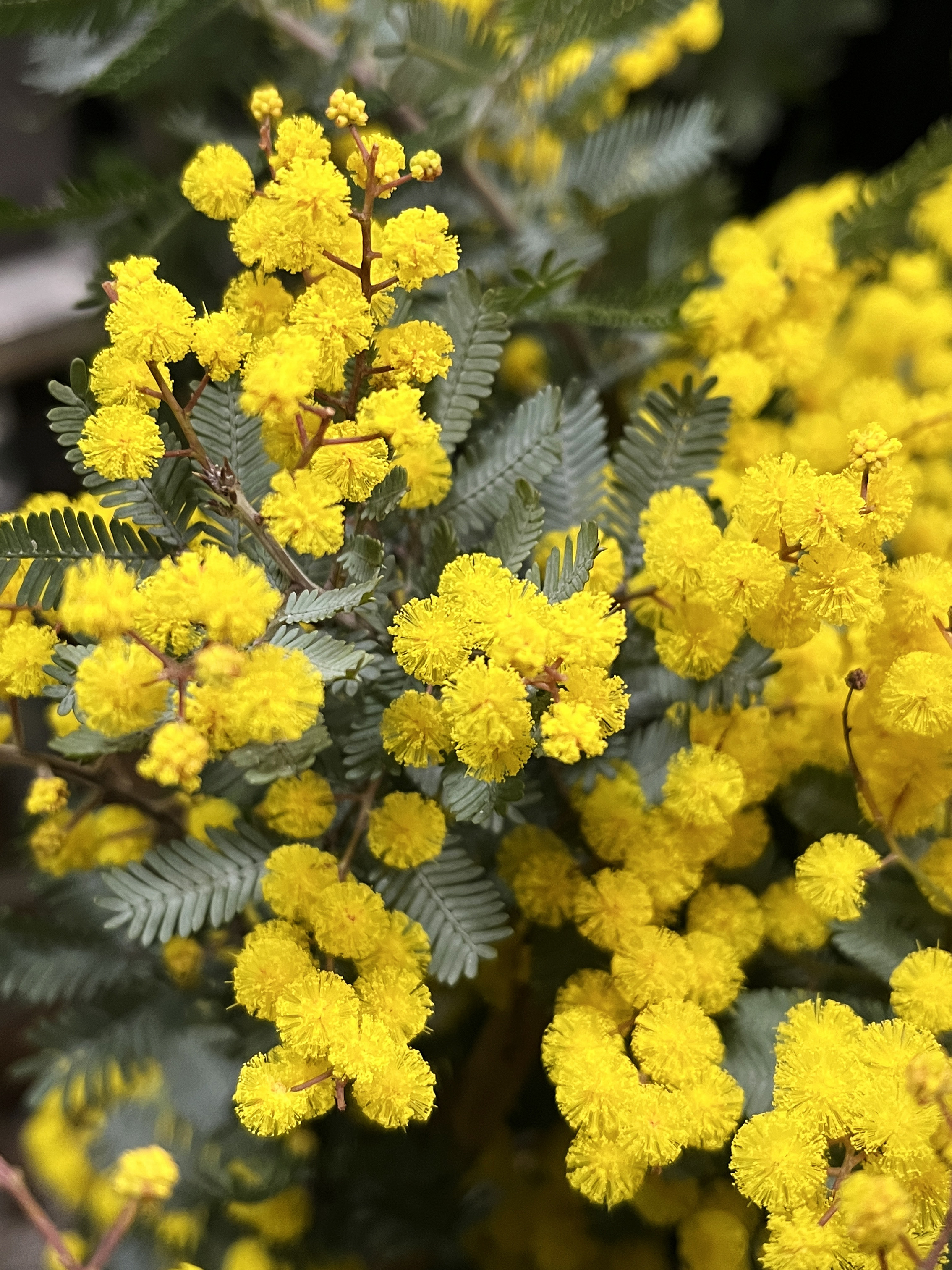 Acacia baileyana var. purpurea