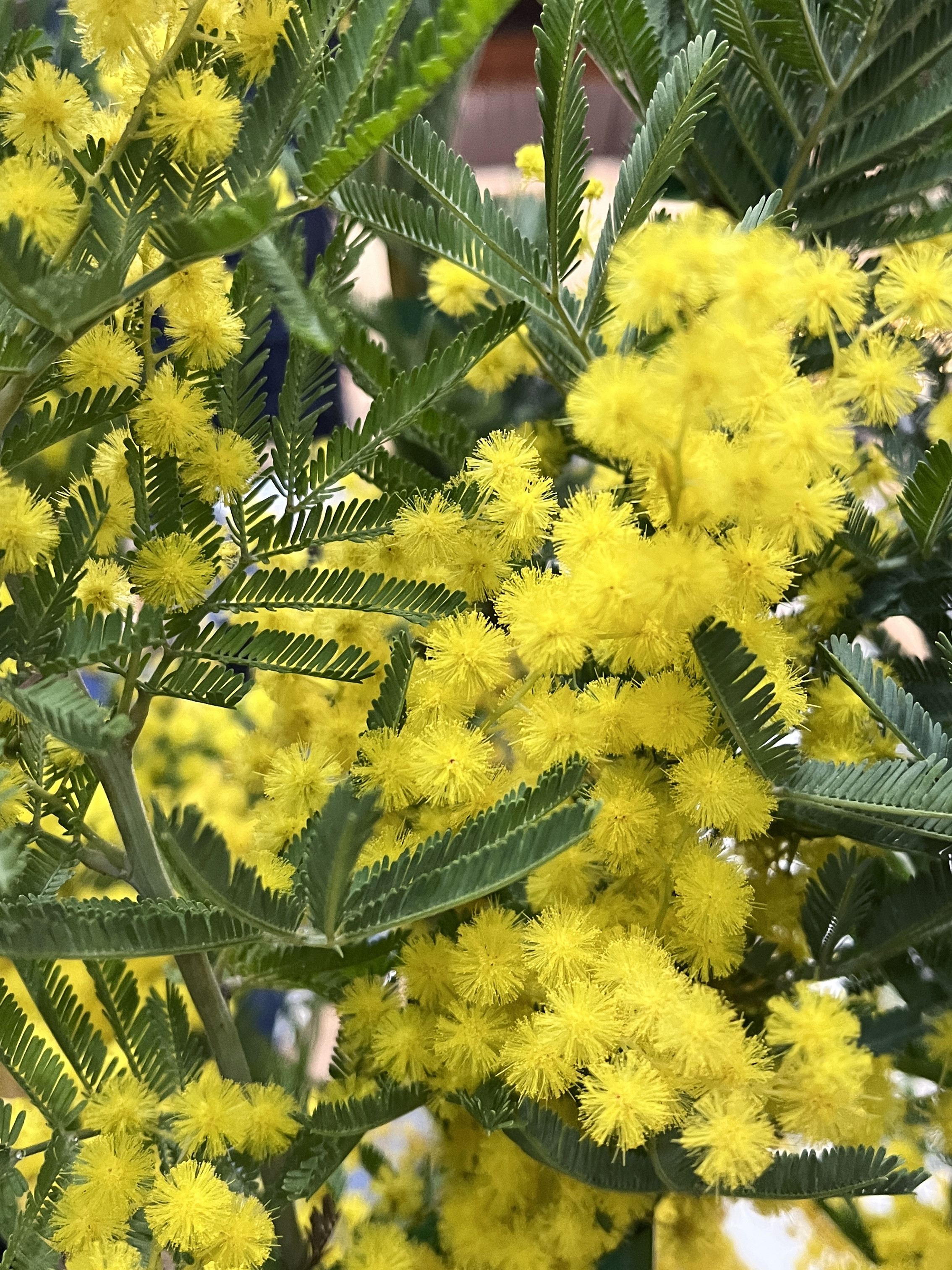 Acacia dealbata 'Rêve d'Or'