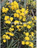 Acacia enterocarpa