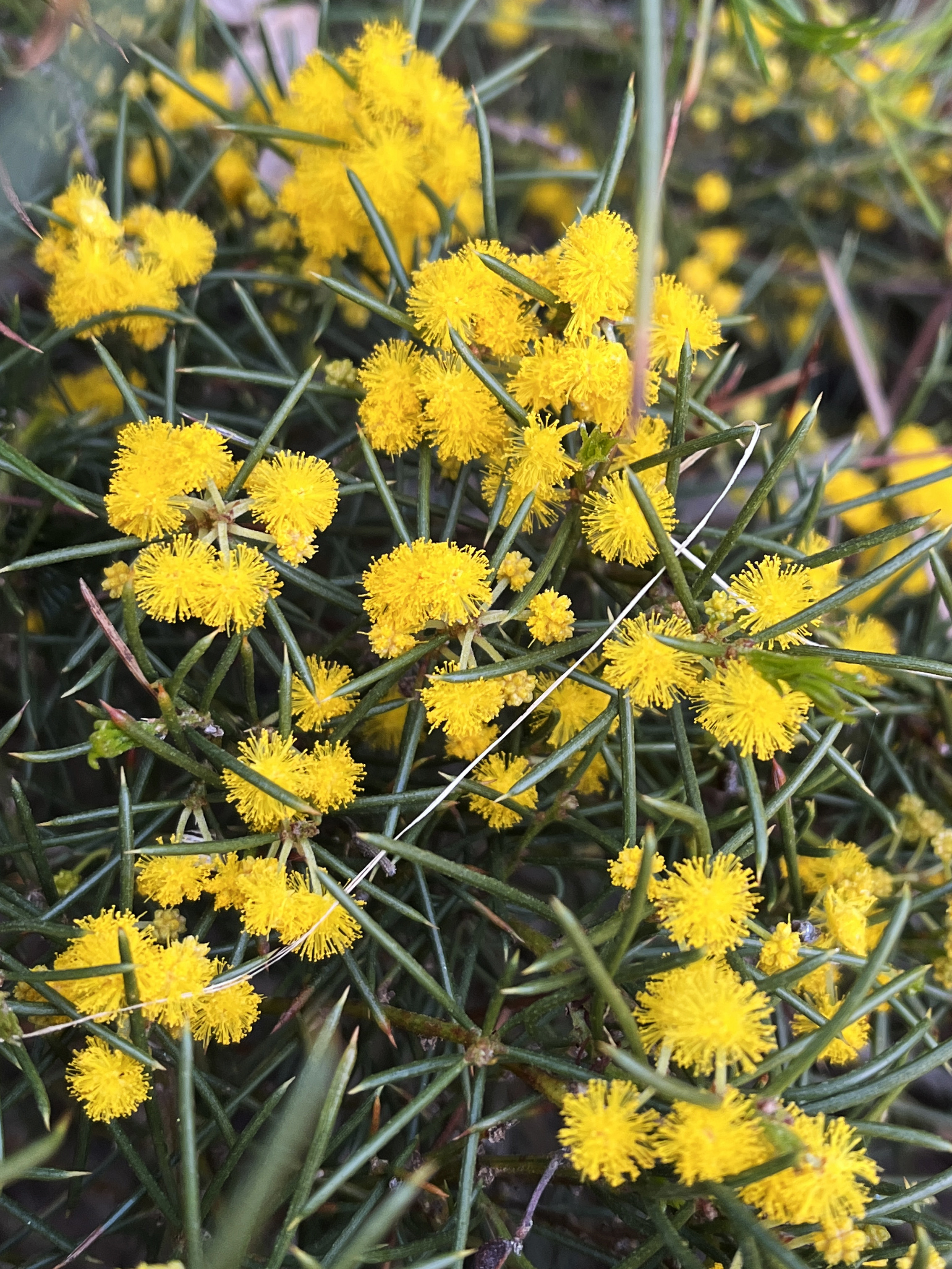 Acacia enterocarpa