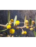 Acacia aspera