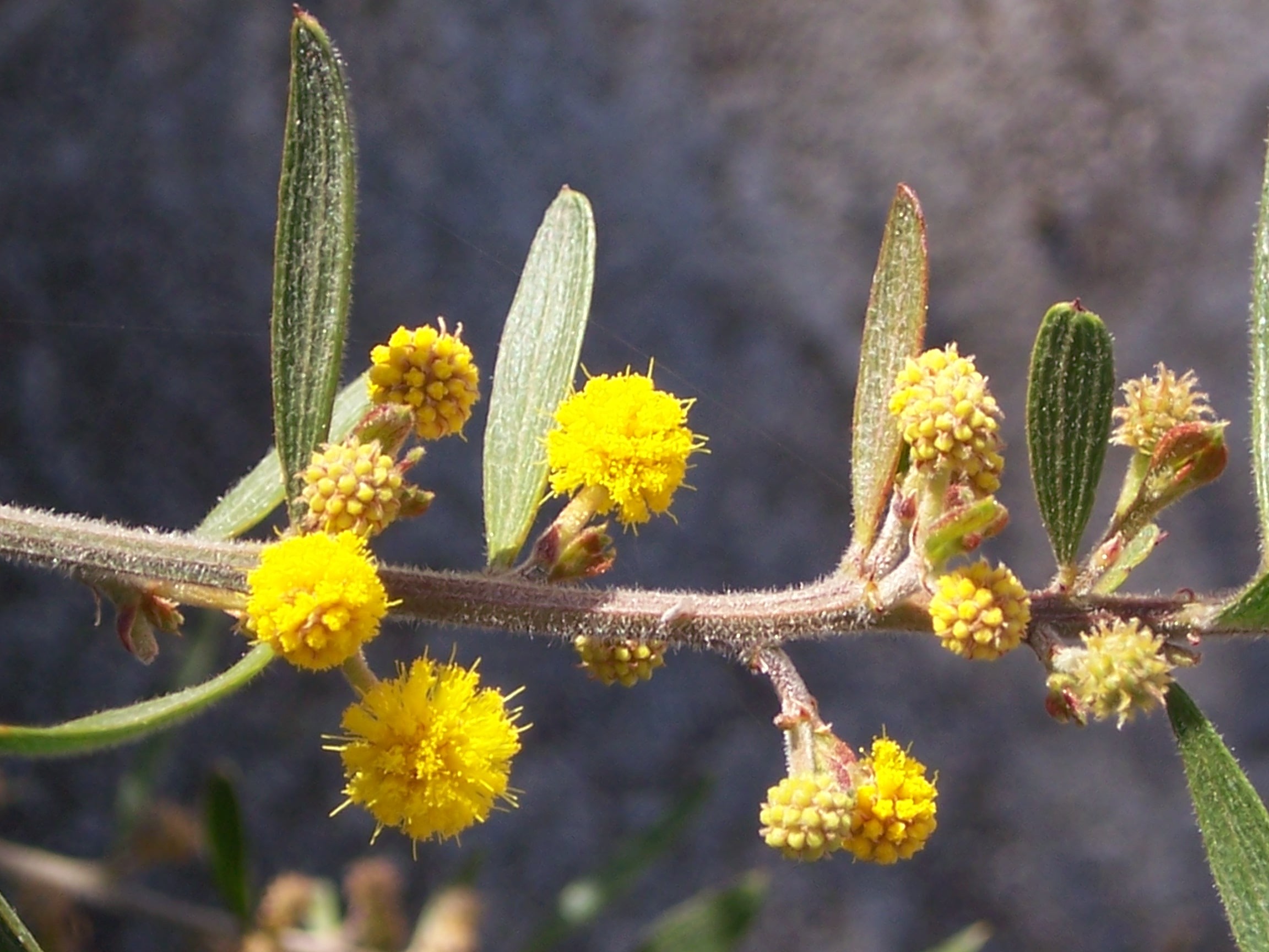 Acacia aspera