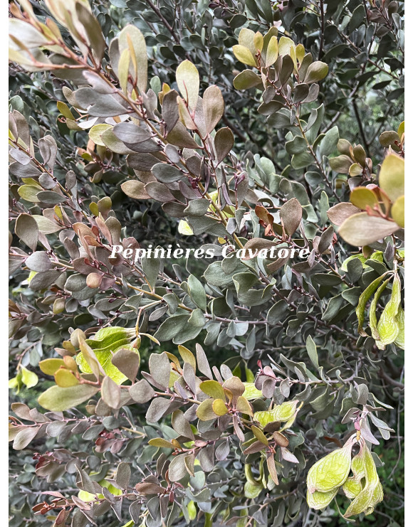 Acacia craspedocarpa