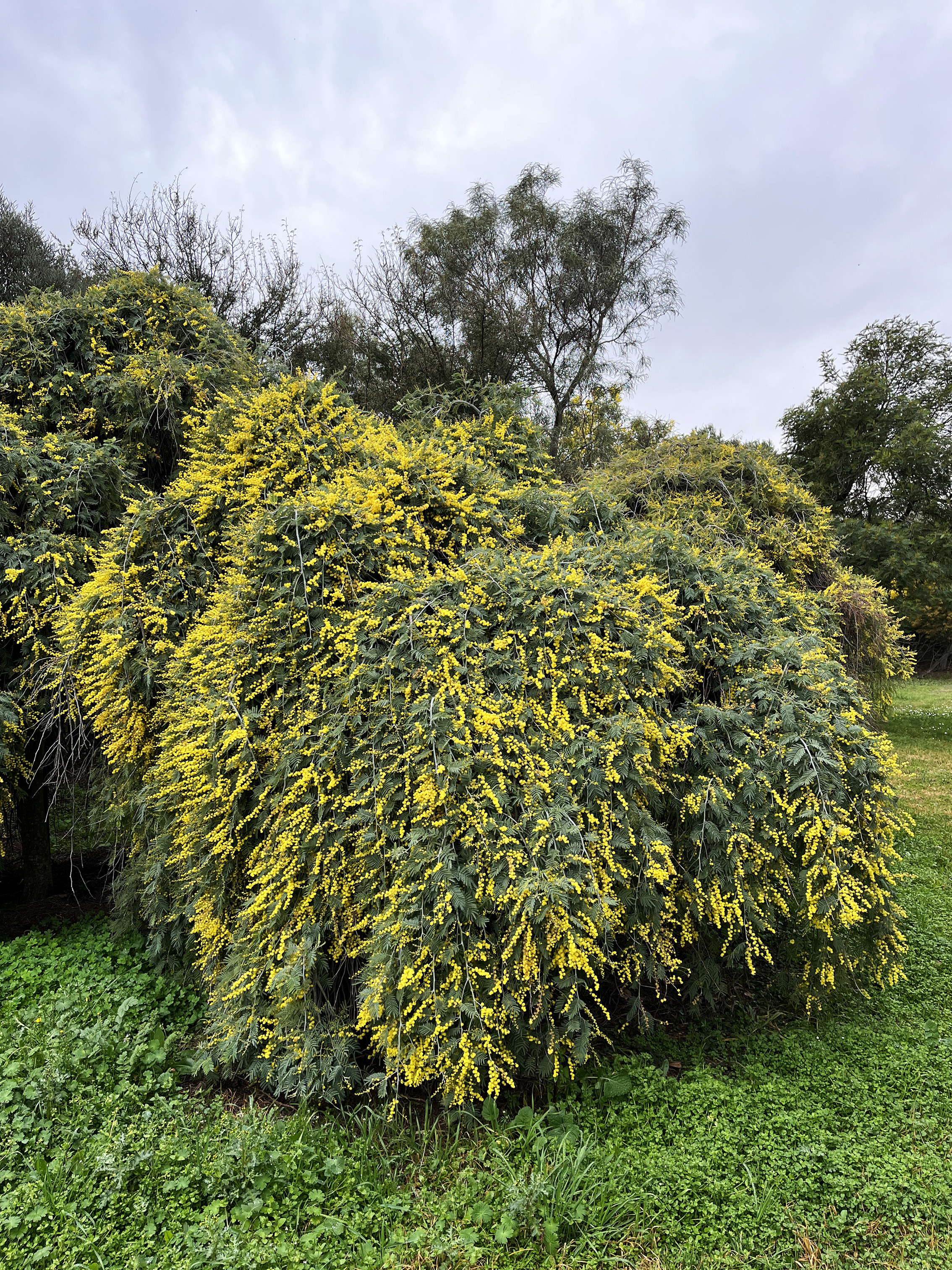 Acacia dealbata 'Pendula' 1/2 tige