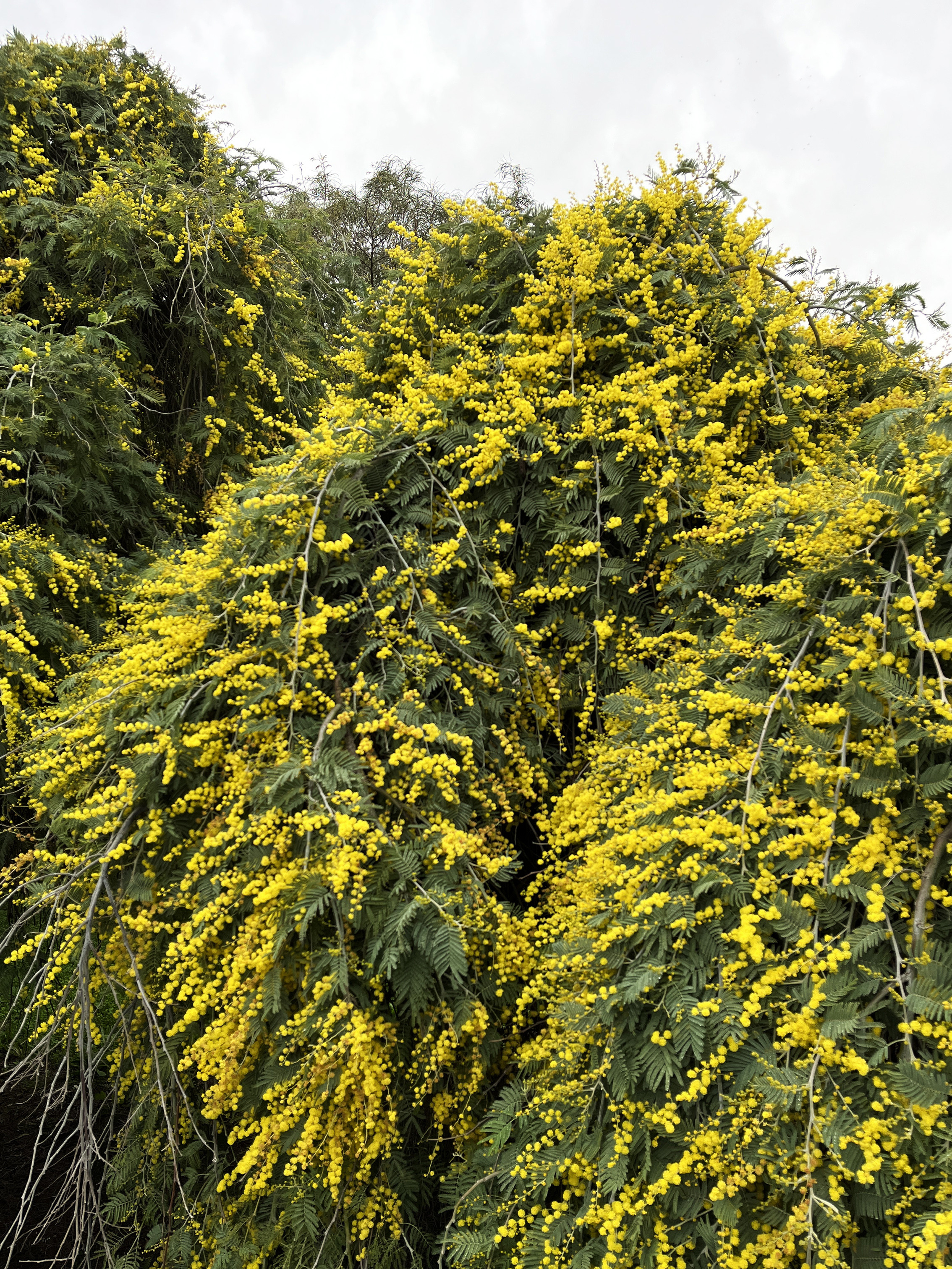 Acacia dealbata 'Pendula' 1/2 tige