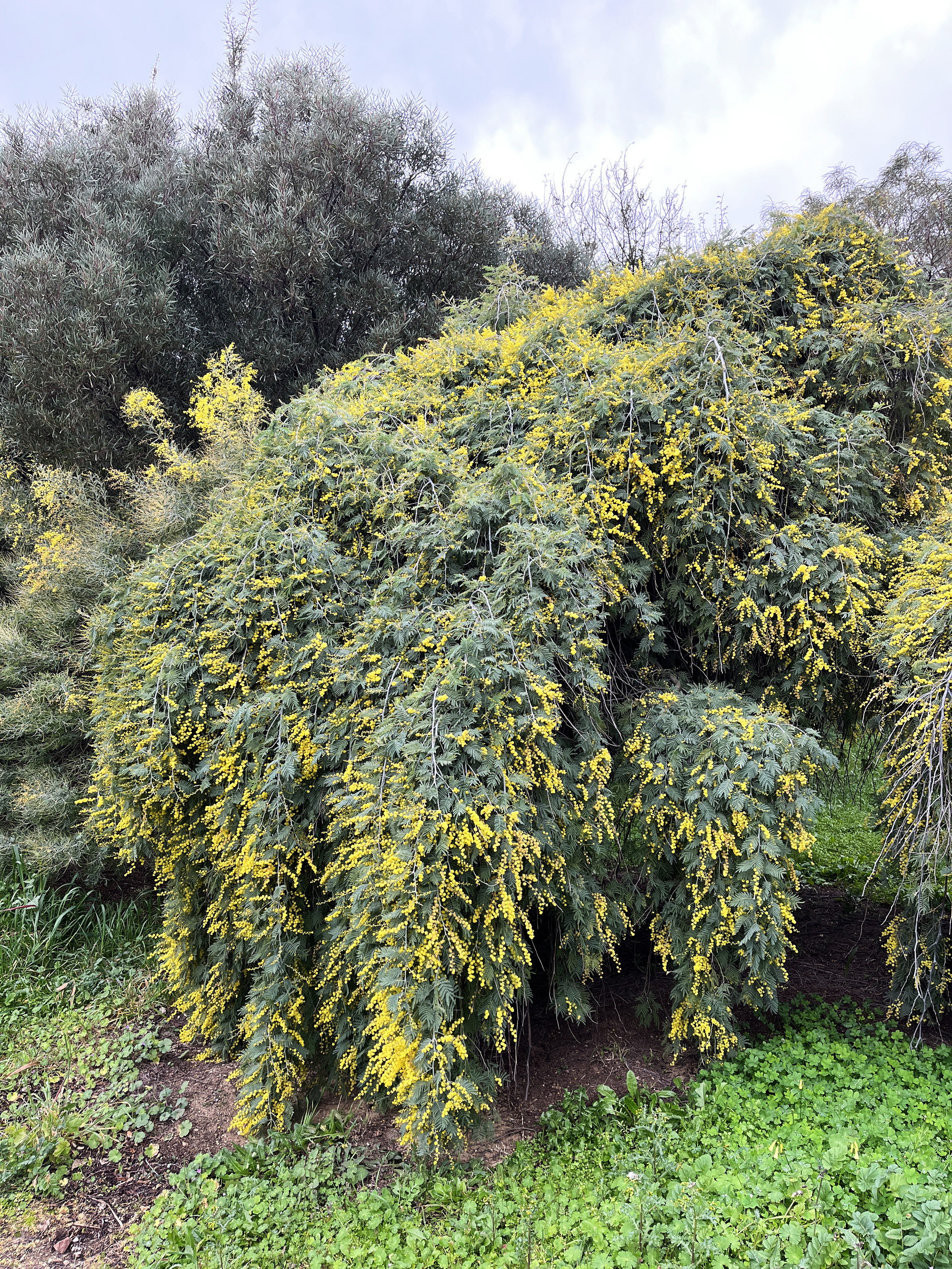 Acacia dealbata 'Pendula' 1/2 tige