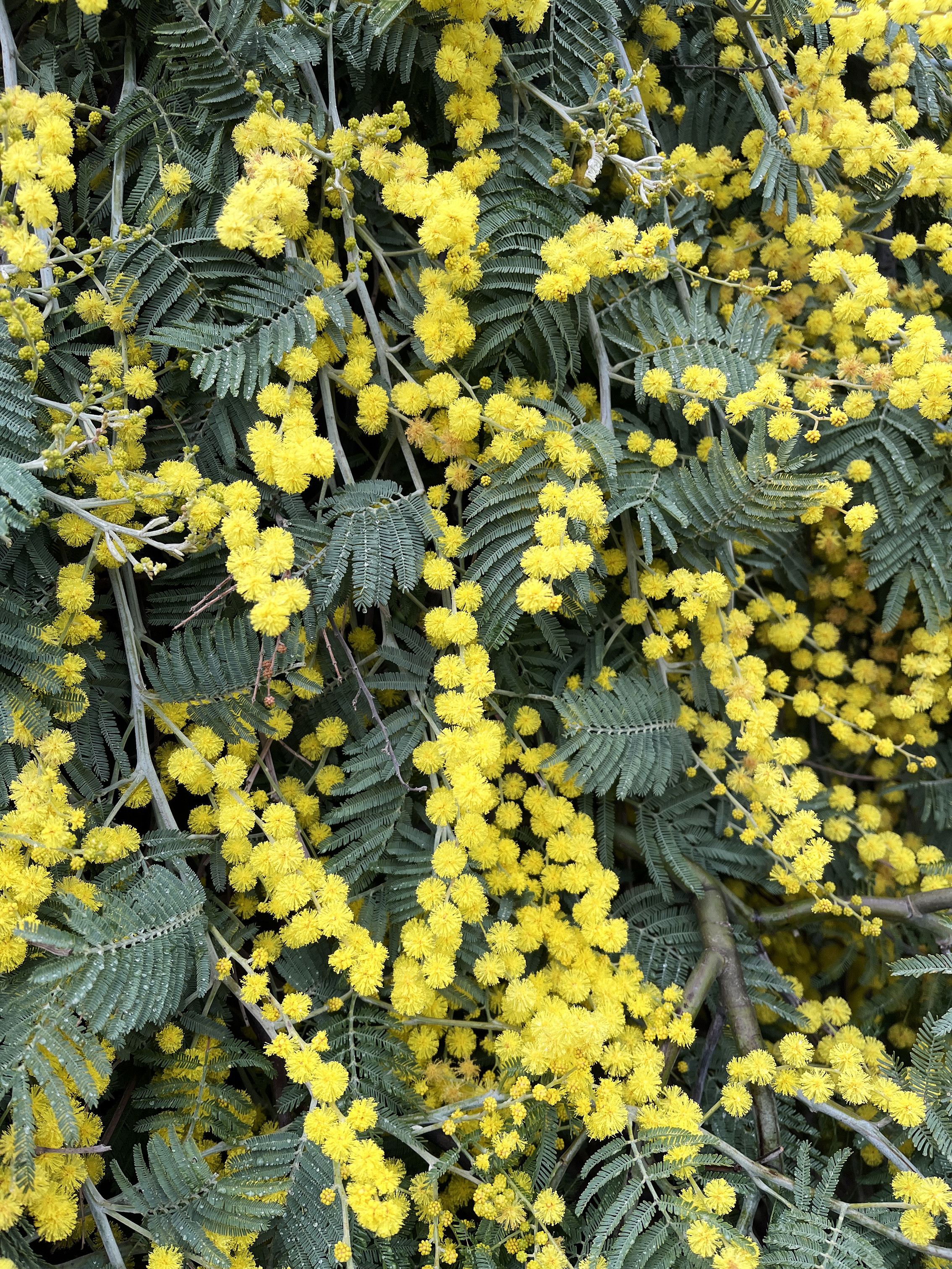 Acacia dealbata 'Pendula' 1/2 tige