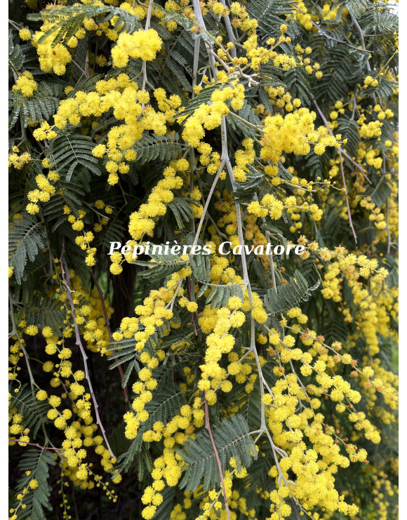 Acacia dealbata 'Pendula' 1/2 tige