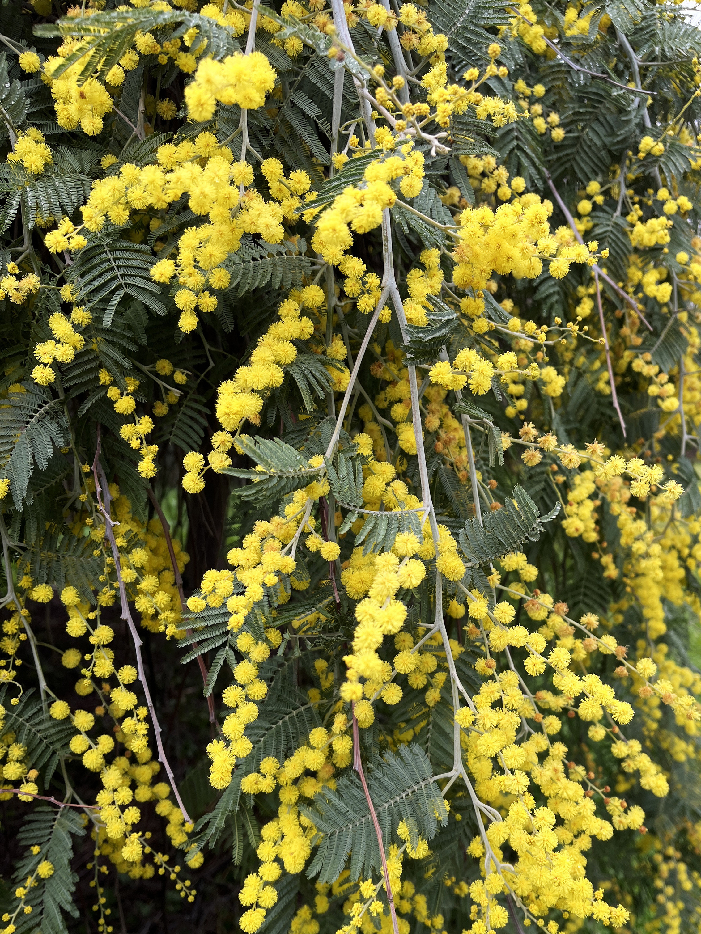 Acacia dealbata 'Pendula' 1/2 tige