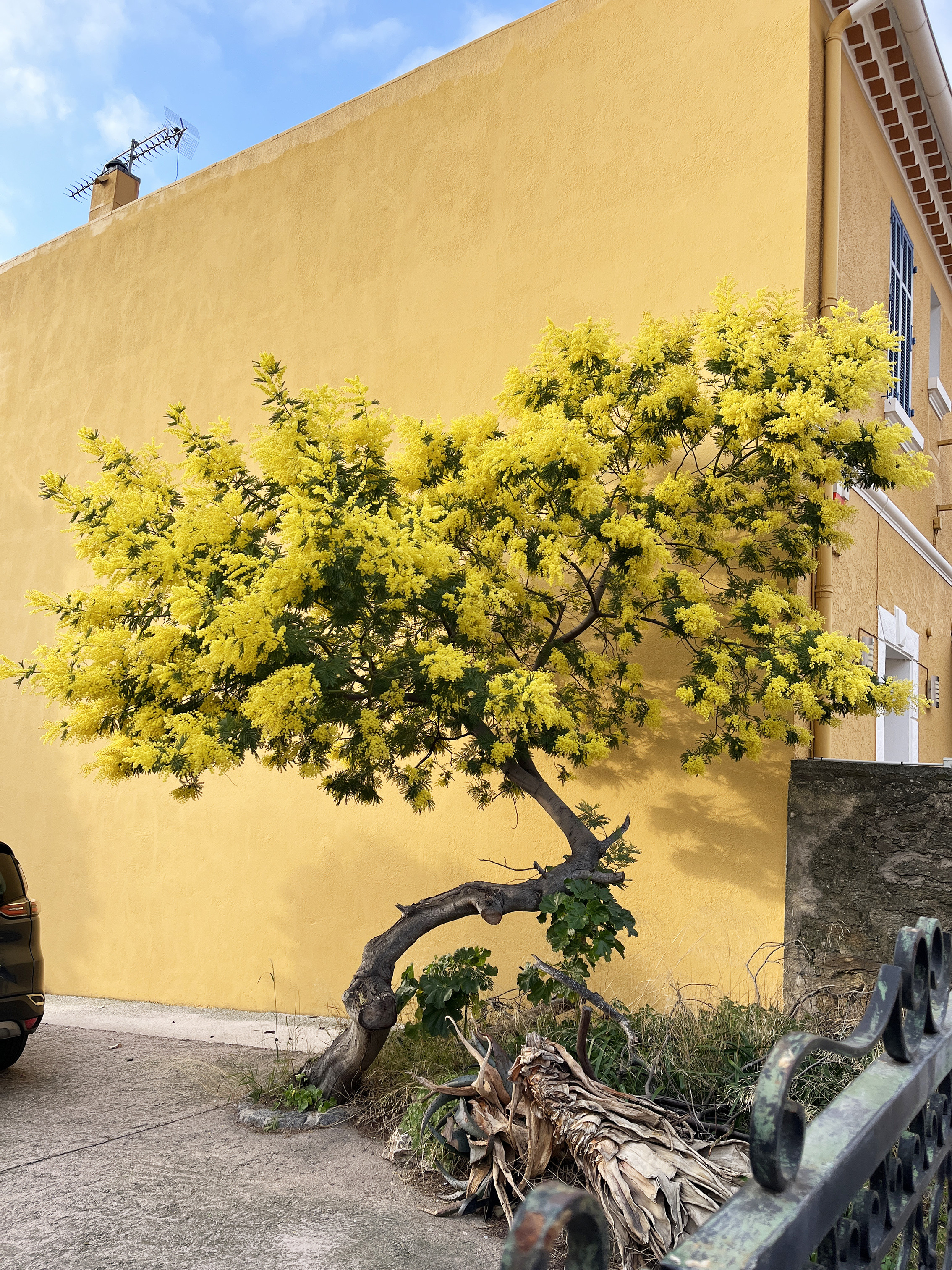 Acacia dealbata 'Gaulois'