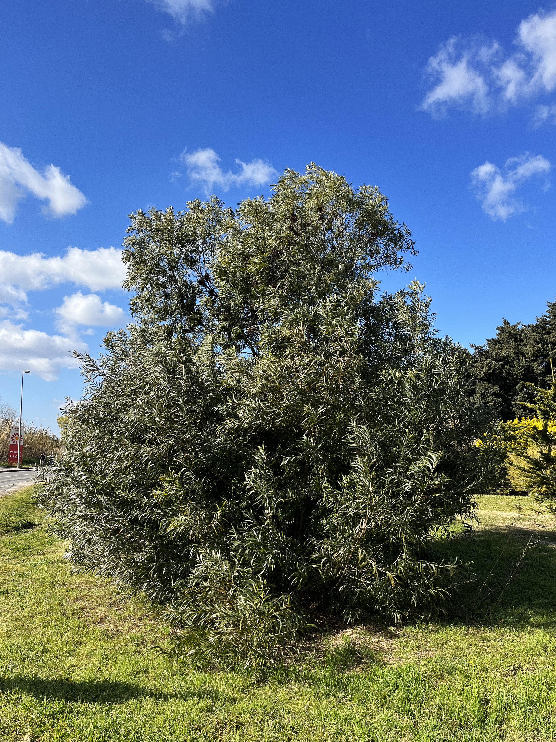 Acacia maidenii