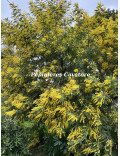 Acacia dealbata 'Président Doumergue'