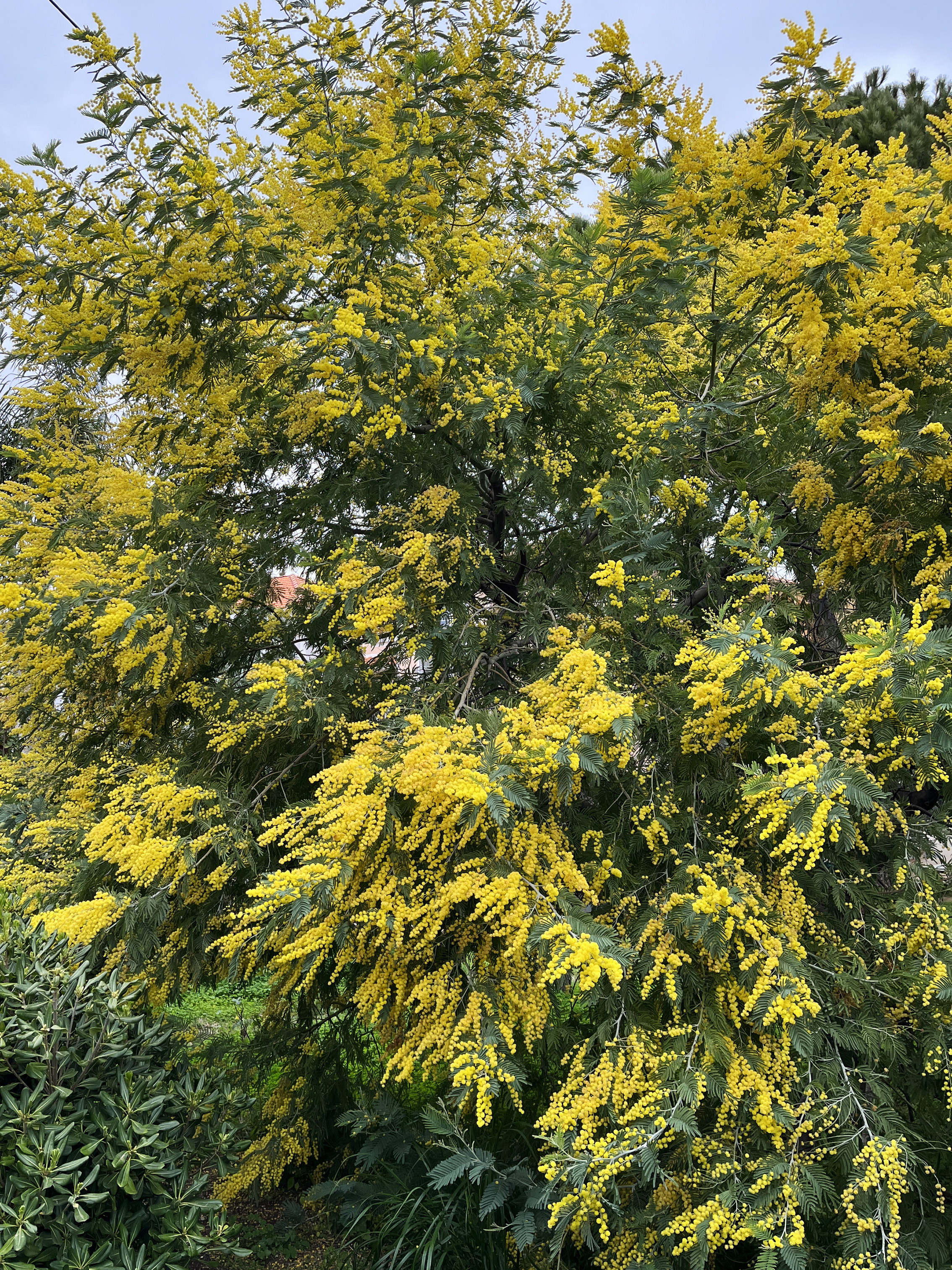 Acacia dealbata 'Président Doumergue'