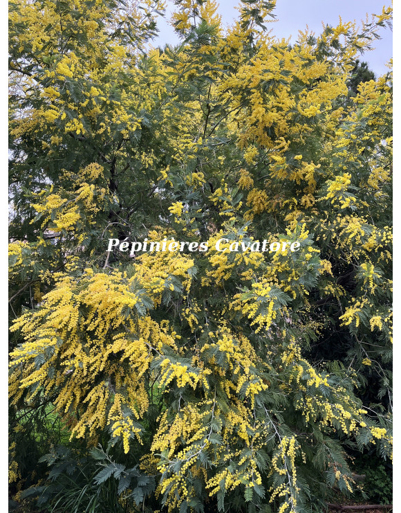 Acacia dealbata 'Président Doumergue'