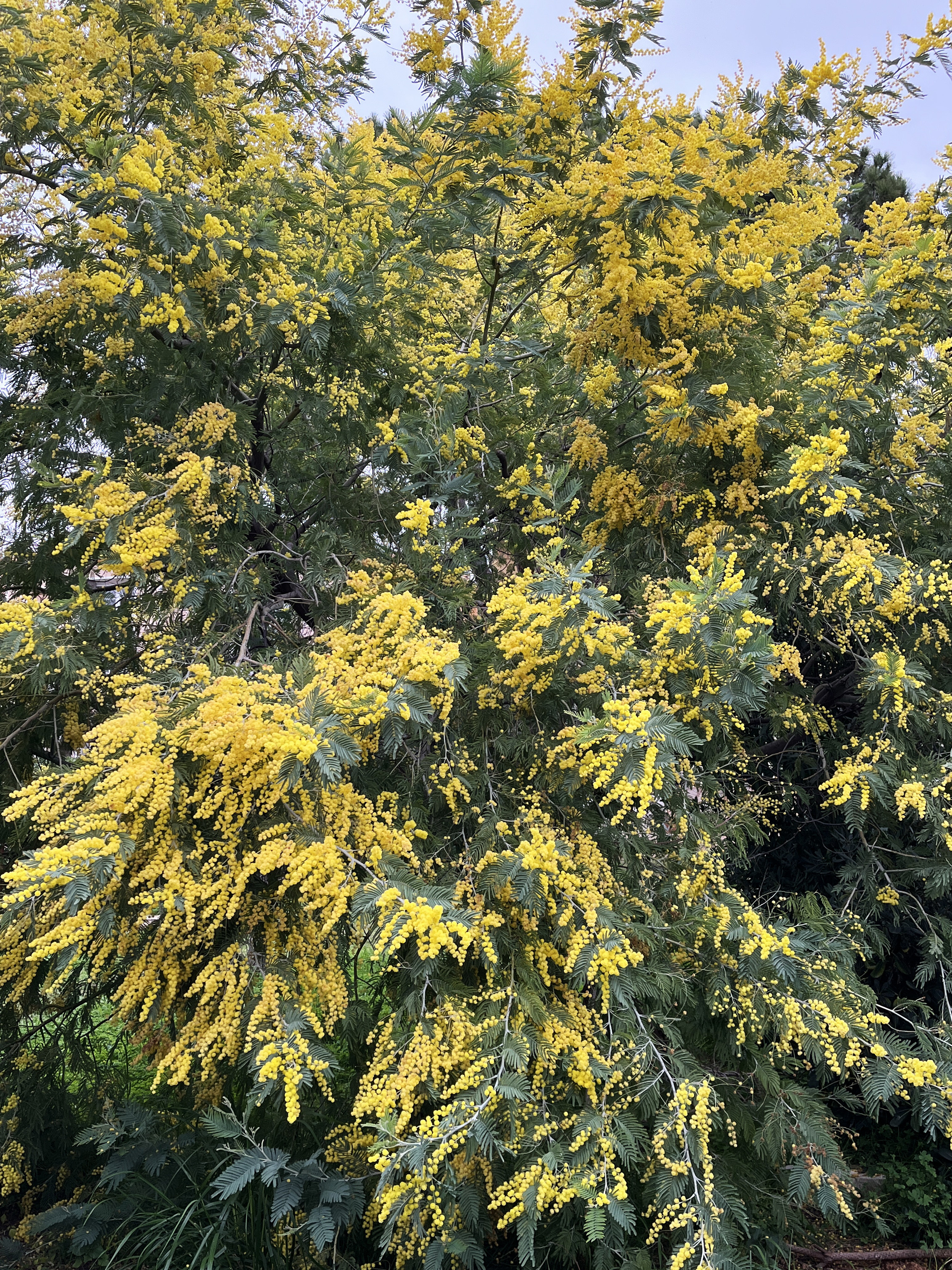 Acacia dealbata 'Président Doumergue'