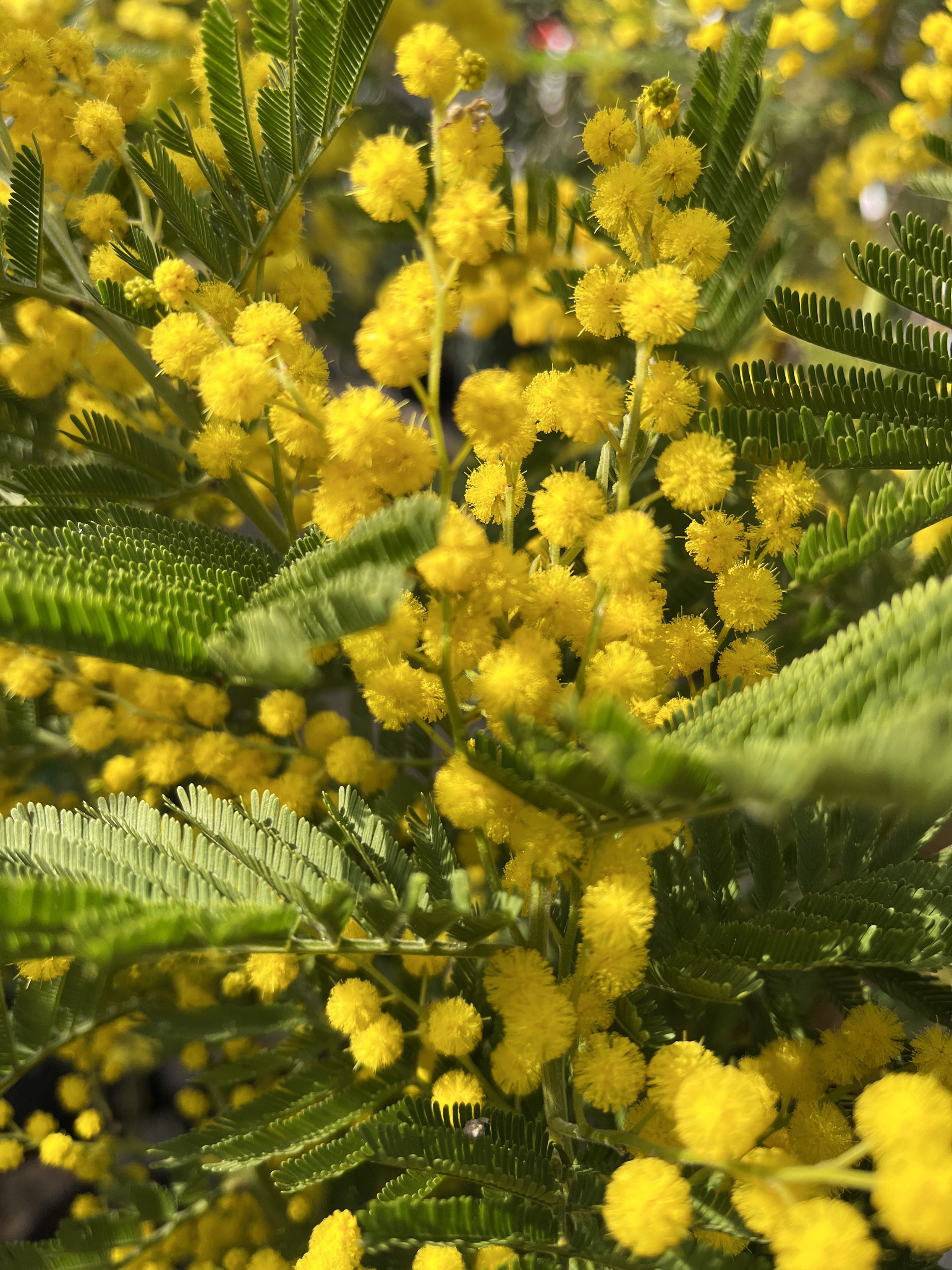 Acacia dealbata ‘Granet’