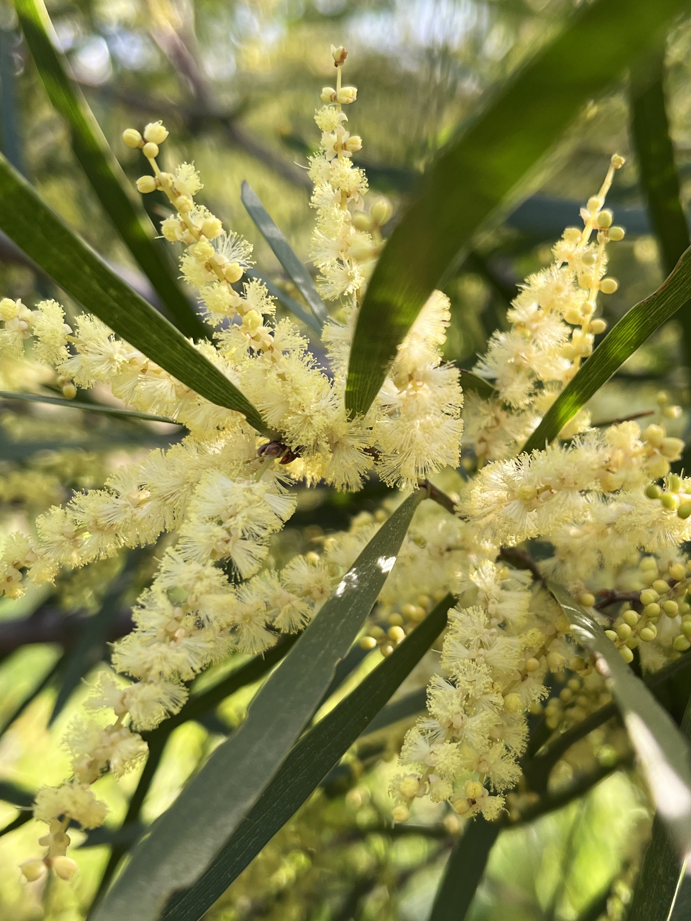 Acacia floribunda