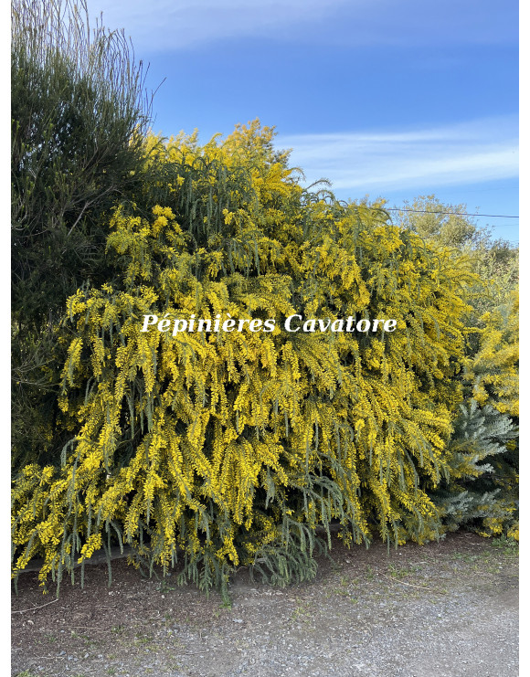 Acacia vestita 'Sainte-Hélène'