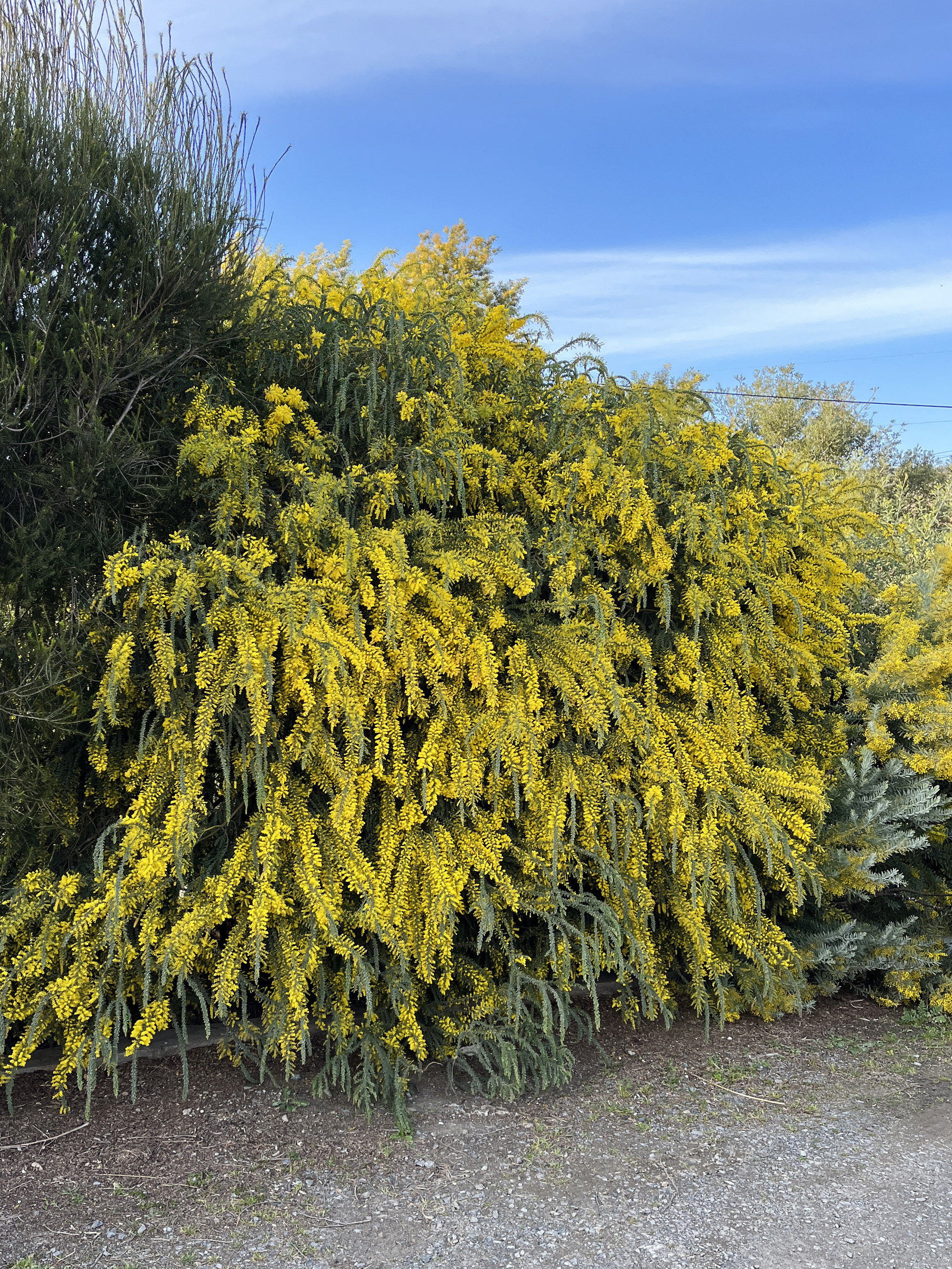 Acacia vestita 'Sainte-Hélène'