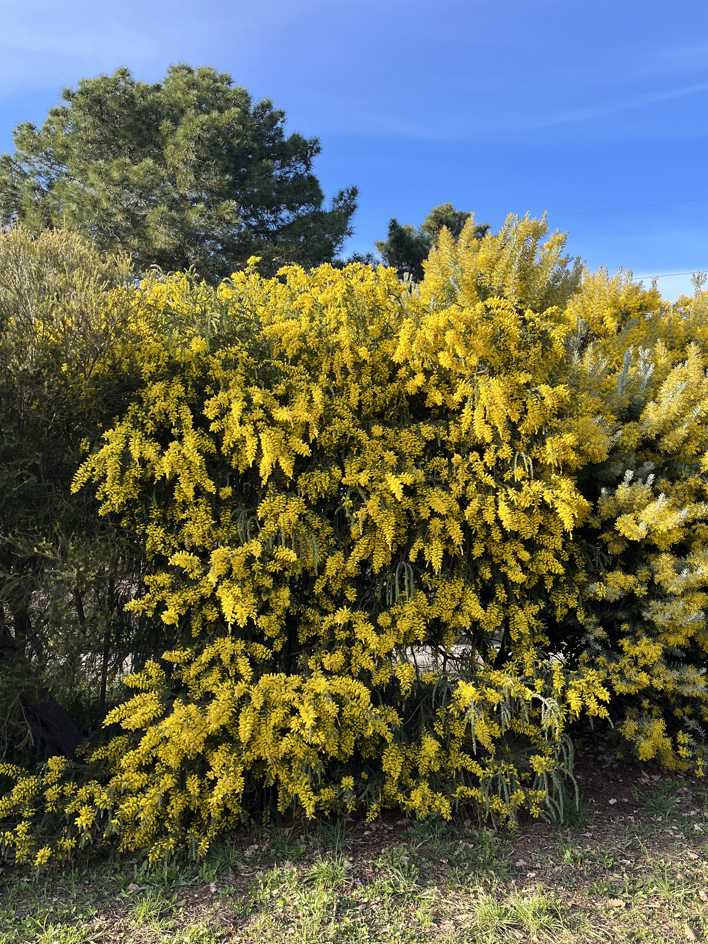 Acacia vestita 'Sainte-Hélène'