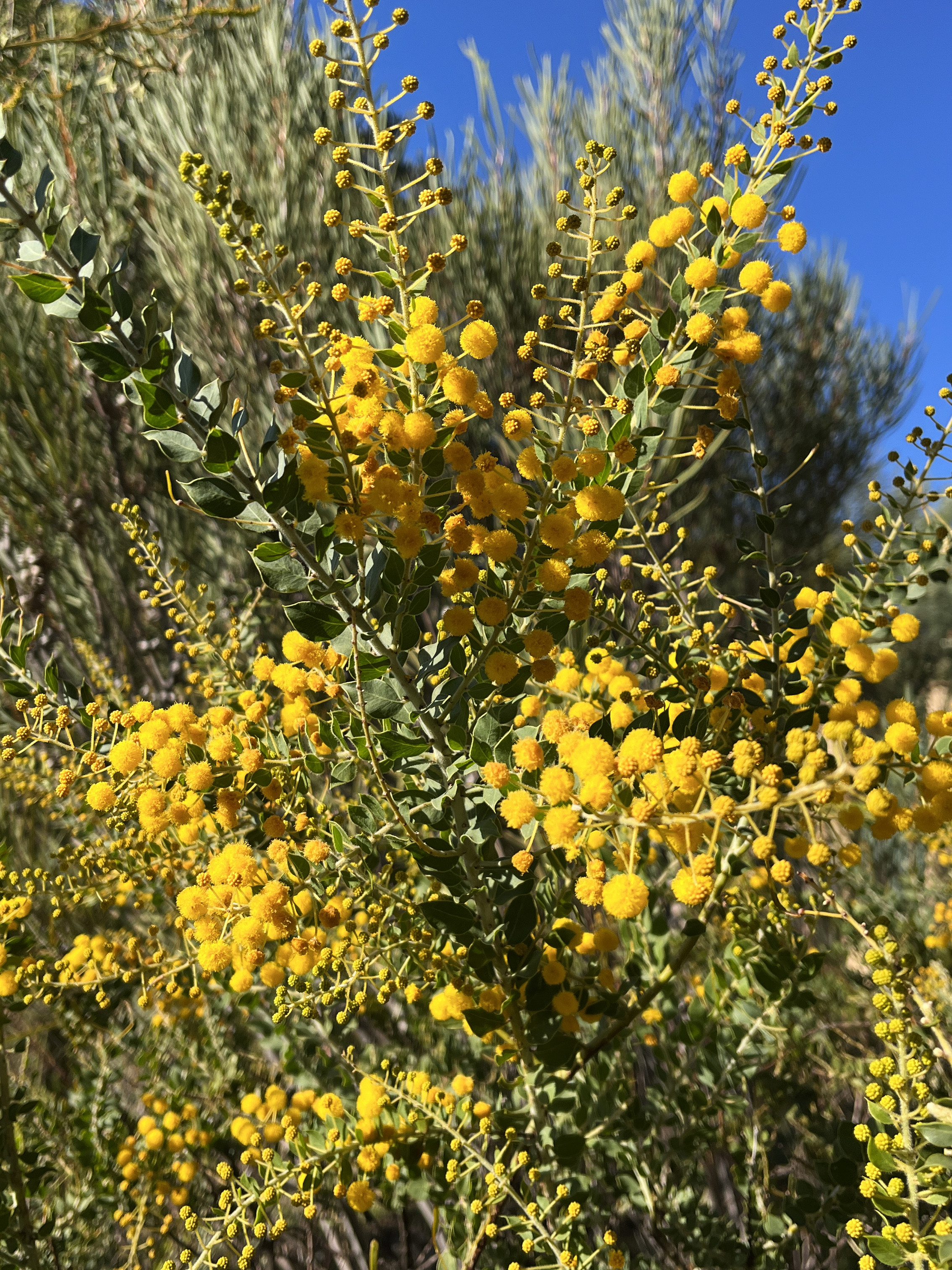 Acacia uncinata