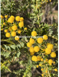 Acacia uncinata