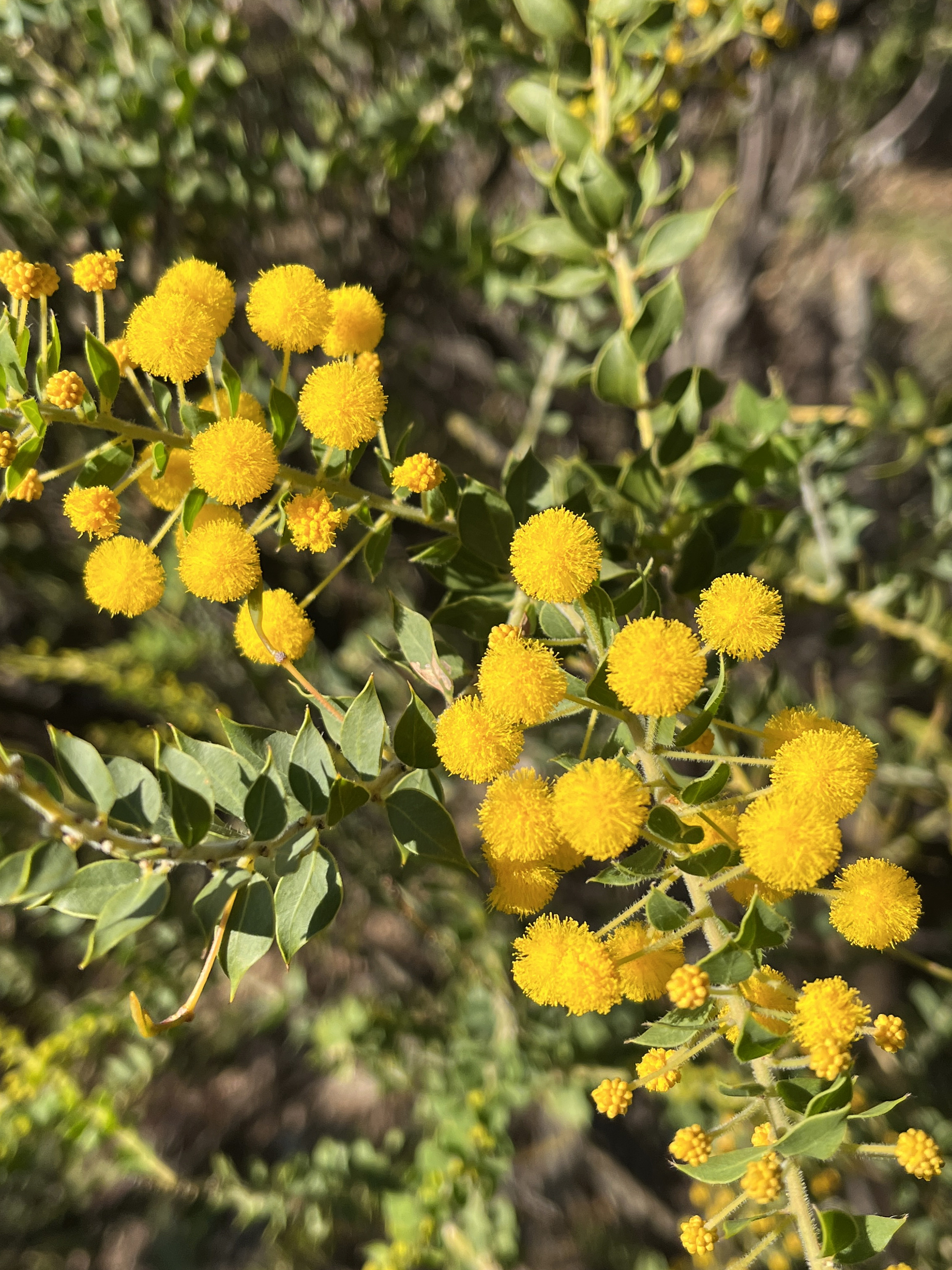 Acacia uncinata