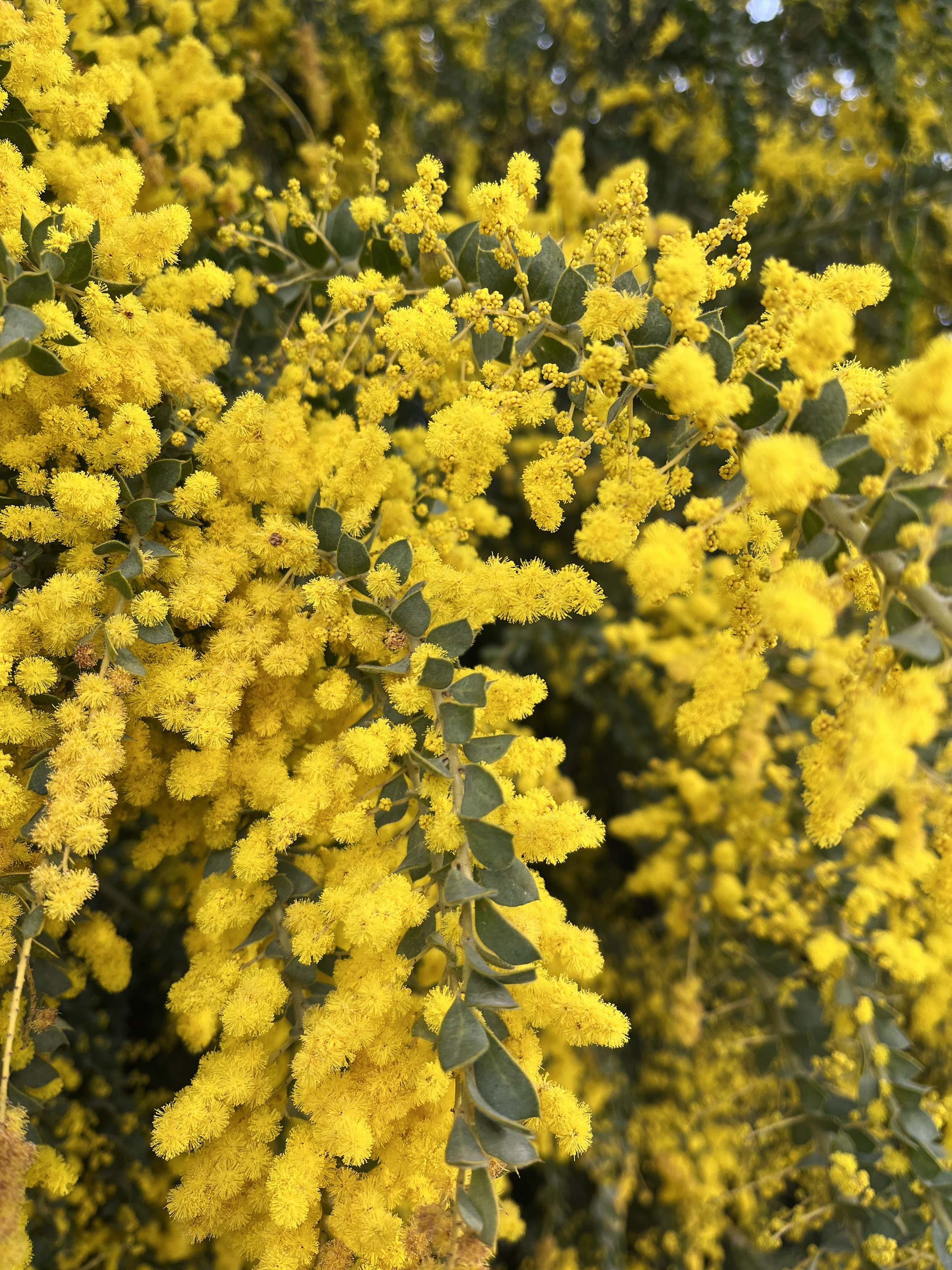 Acacia vestita 'Sainte-Hélène'