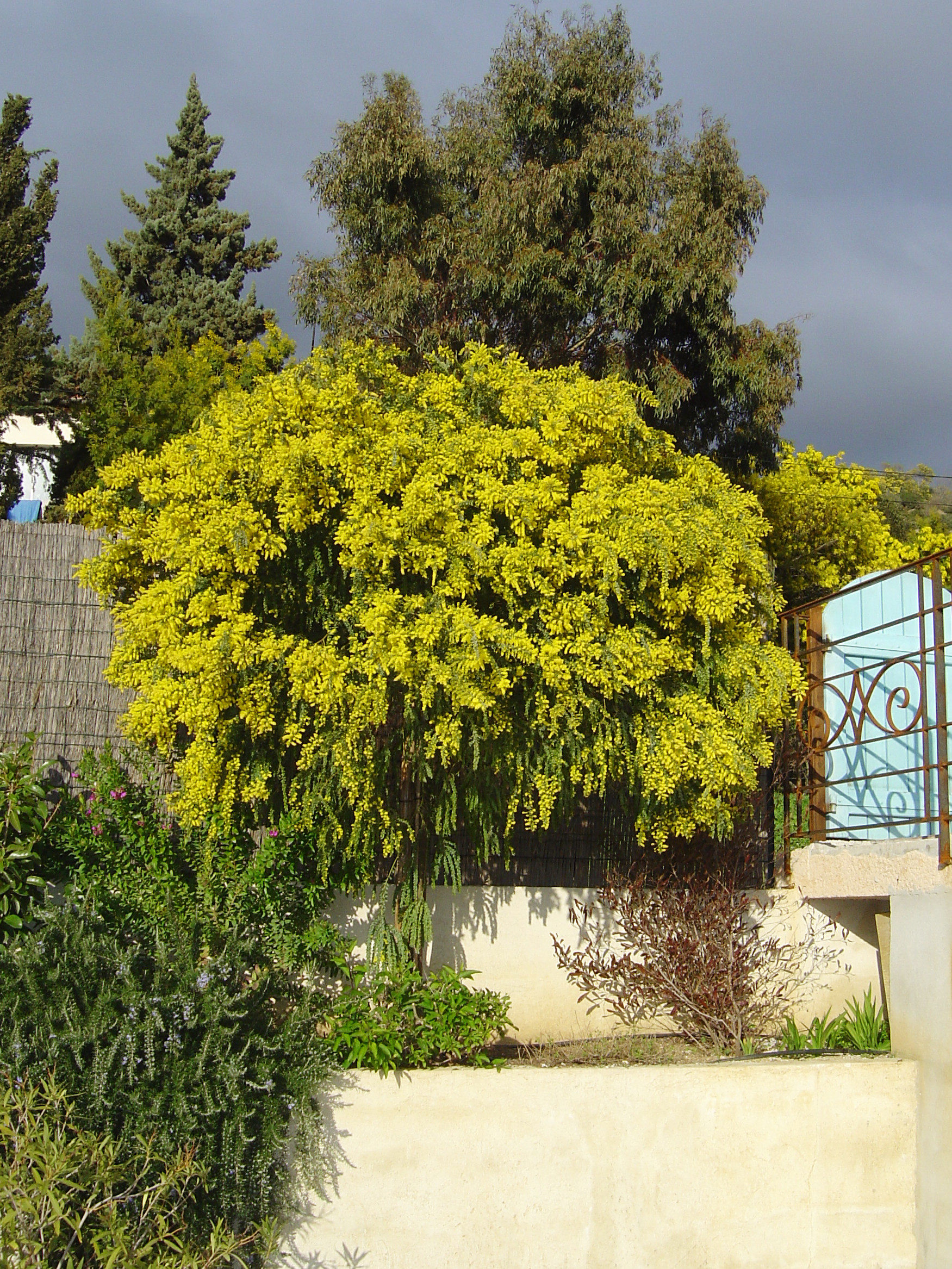 Acacia vestita 'Sainte-Hélène'