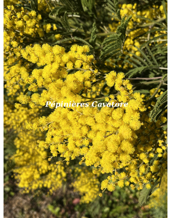 Acacia silvestris