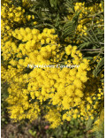 Acacia silvestris