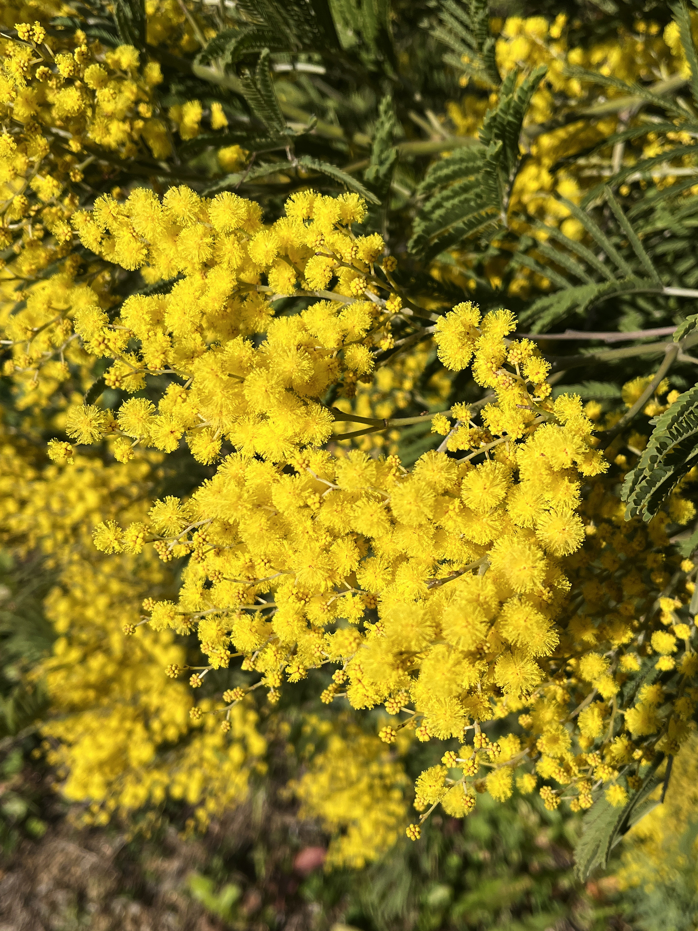 Acacia silvestris
