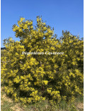 Acacia silvestris