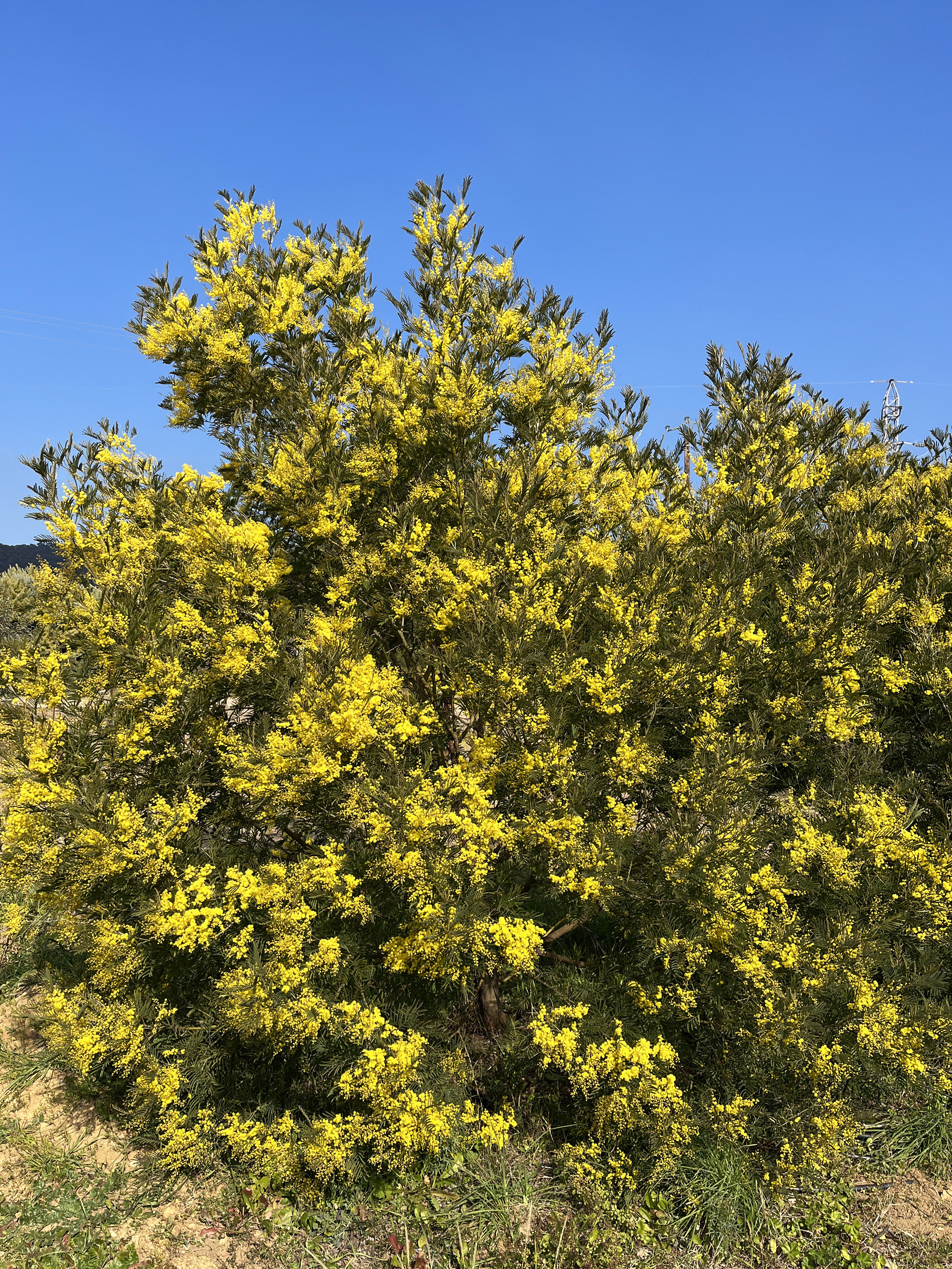 Acacia silvestris