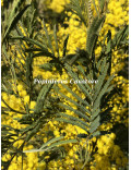 Acacia silvestris