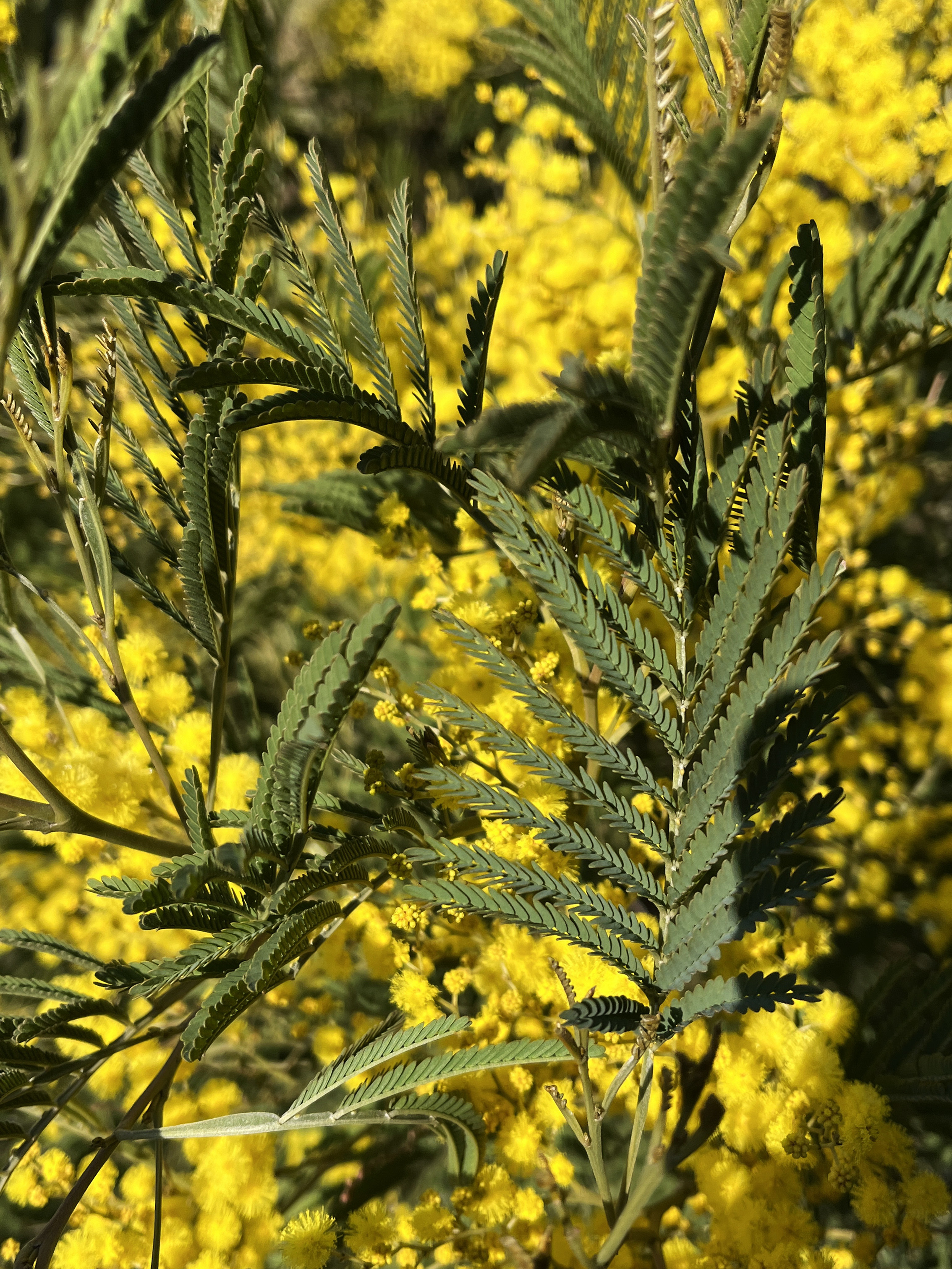 Acacia silvestris