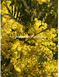 Acacia silvestris