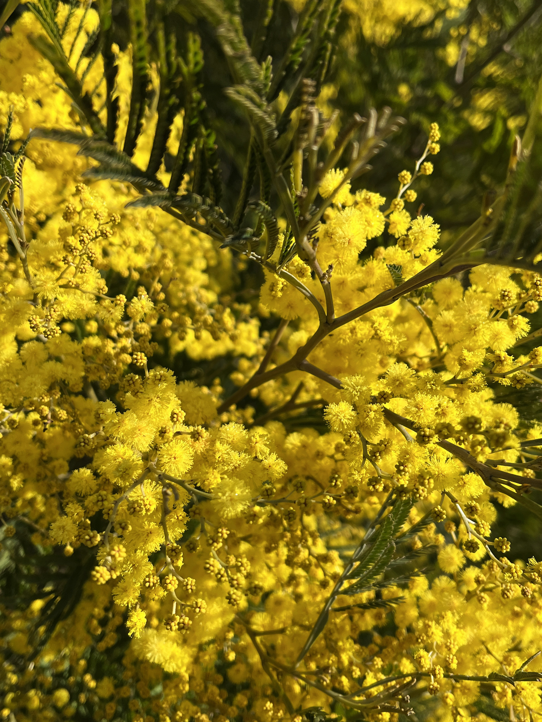 Acacia silvestris