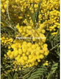 Acacia silvestris