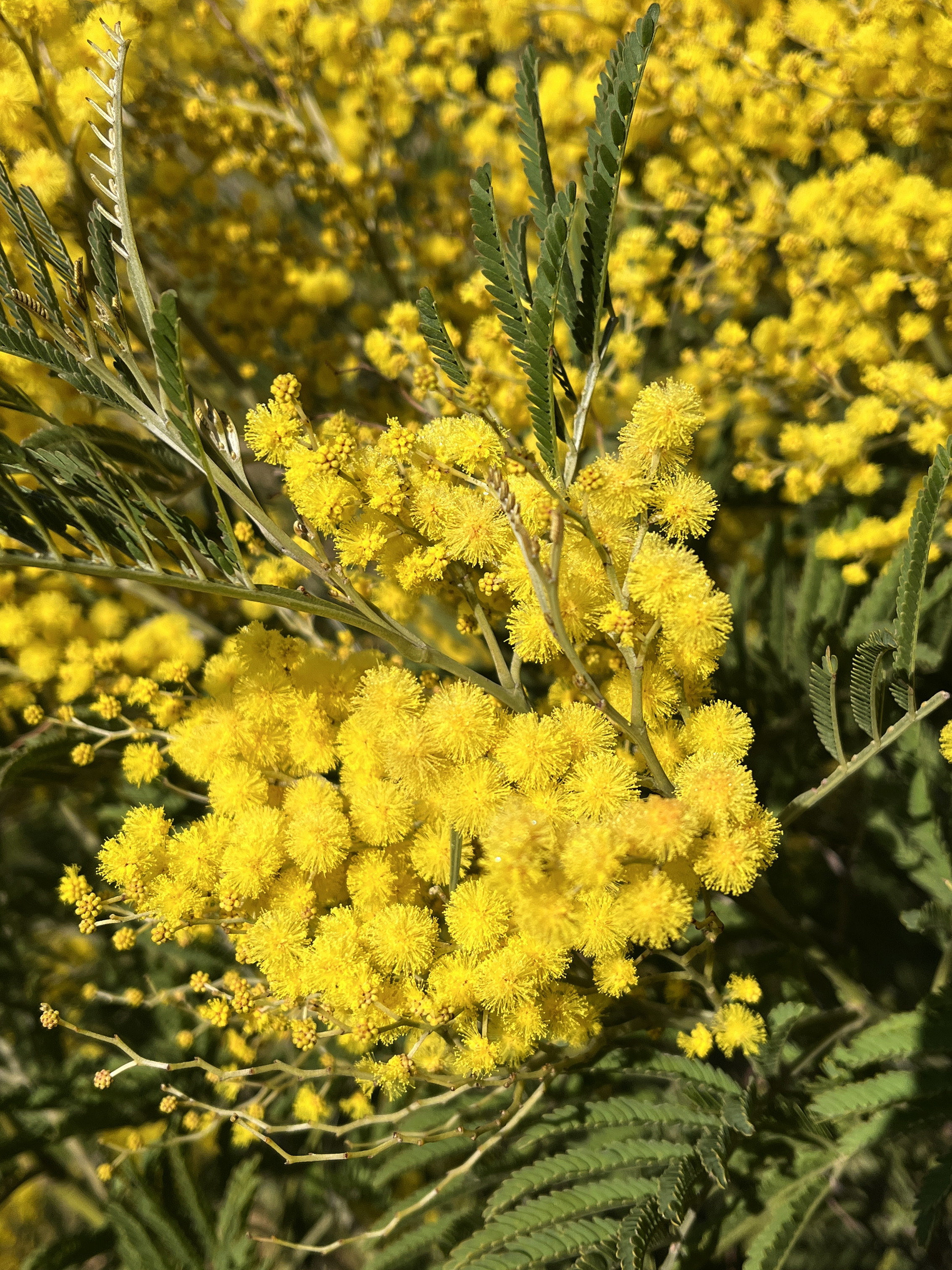 Acacia silvestris