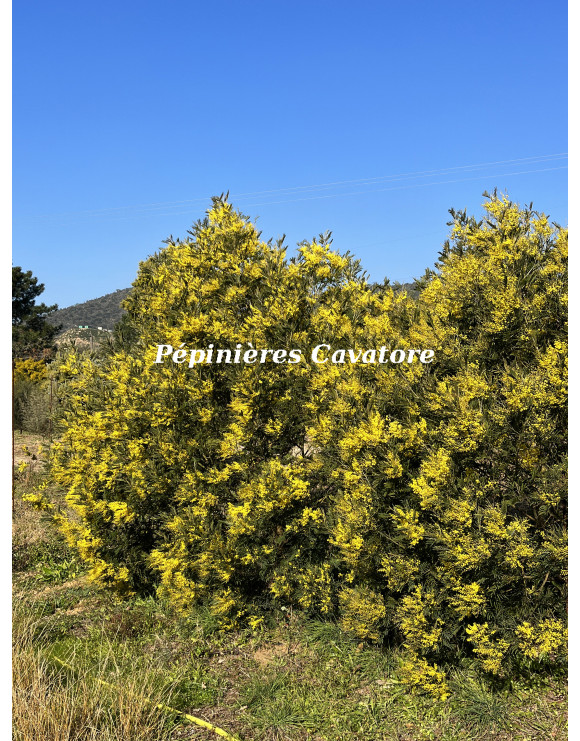 Acacia silvestris