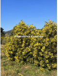 Acacia silvestris